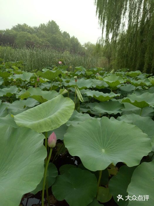 蓮花湖溼地景區-圖片-汶上縣景點/周邊遊-大眾點評網