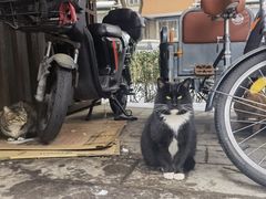 -萌兽医馆·犬猫专科·眼科中心·宠物医院(朝阳门分院)