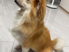 -严国平动物医院(德政总院)