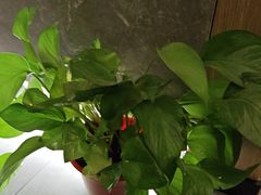 -耳湾躺式采耳SPA馆(保利五月花店)