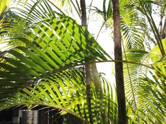 -半坡九号老挝冰咖啡