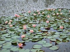 -白鹭湾湿地公园