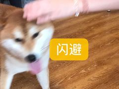 -柴犬高等学院·狗咖·柴犬售卖·宠物训练