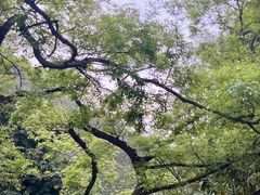 -清溪森林公园