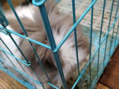 -志龙皇冠吃货椰子铺