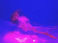 -芜湖新华联大白鲸海洋公园