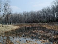 -东郊湿地公园