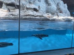 -帝企鹅自助餐厅•儿童岛•真企鹅(长隆企鹅酒店)