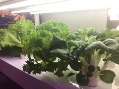 水培蔬菜-盒马鲜生(大成店)