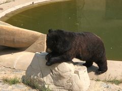 -石家庄市动物园