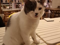 -Cappucimeow猫咪咖啡馆(韦伯时代店)