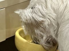 -御宝贝24h宠物医院·转诊中心·CT核磁血透中心(厦门总院)