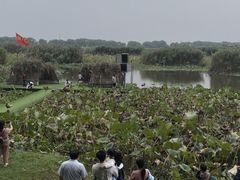 -洪湖生态旅游区