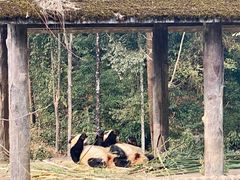 -中国大熊猫保护研究中心雅安碧峰峡基地