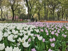 -上海鲜花港
