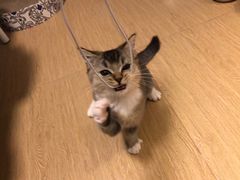 -东方名猫馆·英短金渐层布偶猫舍(环线广场1号楼店)