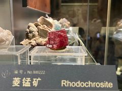 -中国地质博物馆