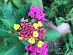 -合肥滨湖国家森林公园