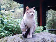 -峨眉山风景名胜区