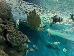 -上海海洋水族馆