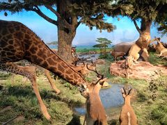 -国家自然博物馆