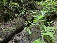 -西双版纳原始森林公园