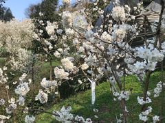 -樱桃山旅游景区