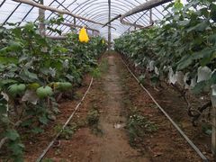 -马陆小张葡萄园农家乐