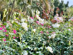 -人民公园(罗湖区)