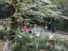 -武汉大学-樱园