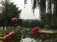-裕华世纪公园