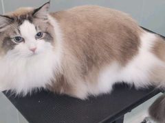 -爱洗澡的猫(望京店)