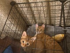 -联合动物医院(光谷诊疗中心)