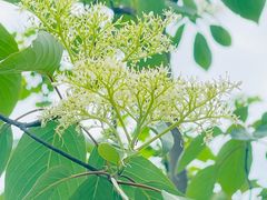 -桤木河湿地公园