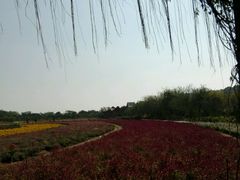-丹樱生态园