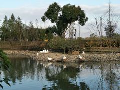 -田园东方蜜桃村的田野营地
