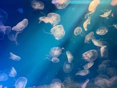 -海合安成都极地海洋公园