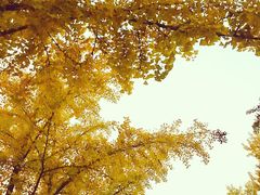 景点-三里屯东五街银杏大道