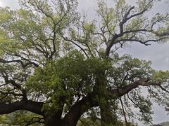 -新安江山水画廊风景区