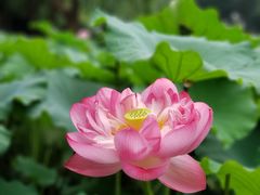 -陈家山荷花公园