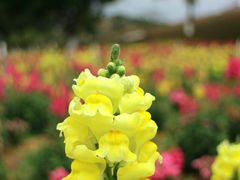 -松山湖梦幻百花洲