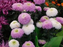 -双季花艺园艺市场(浦东店)