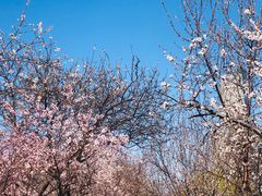 -桃花堤公园