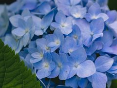 -合肥滨湖国家森林公园