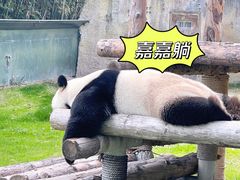 -上海野生动物园