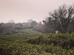 -呼吸森林·生态农庄农家乐私房菜