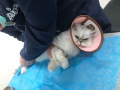-萌兽医馆·绝育·24小时内科·宠物医院(德胜店)
