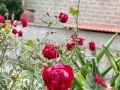 -园林美食城·本土农家菜(杨和镇店)