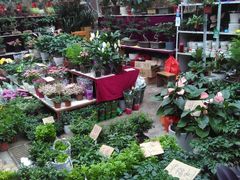 -秦美花卉(天朗·莱茵小城2期店)