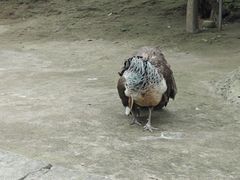 -哈尔滨北方森林动物园